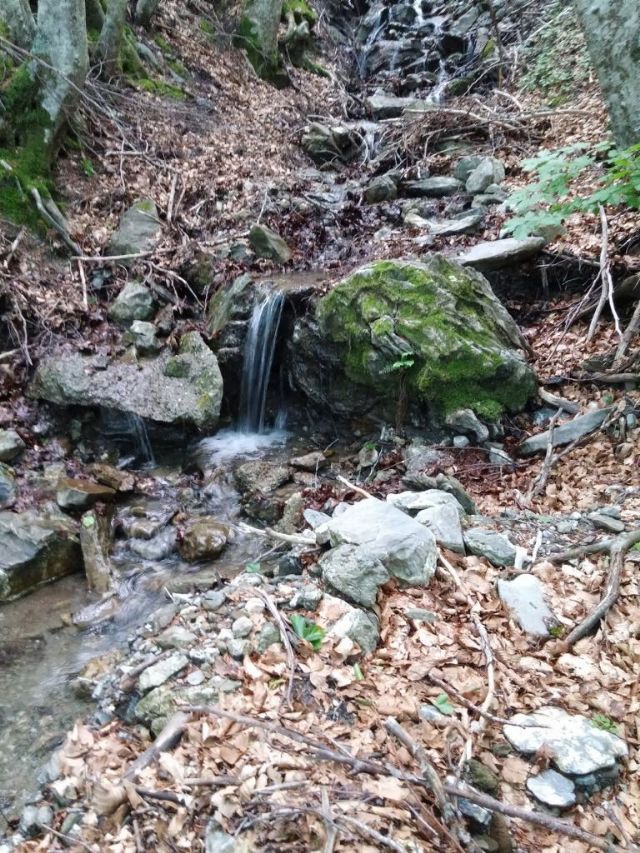 2 Limax del maximus-gruppo dal monte caramola francavilla in sinni (PZ)